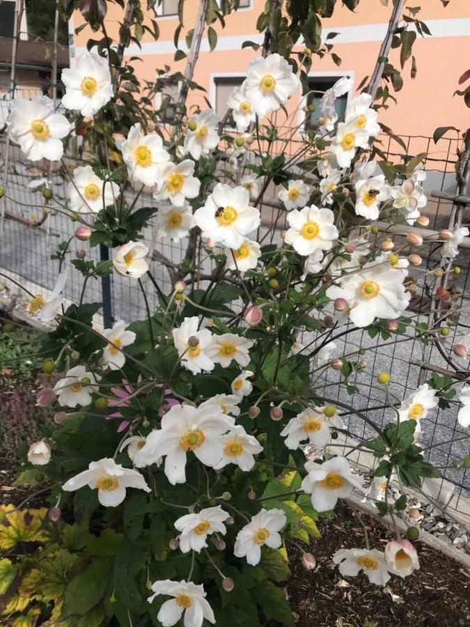 Apartment Wald *